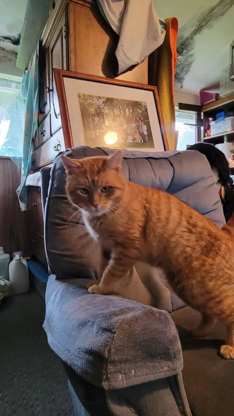 Tigger  Sweet thumbnail 3