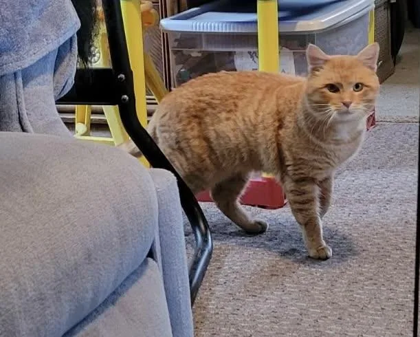 Tigger  Sweet thumbnail 4