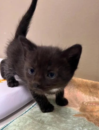 A baby small-sized female Domestic Short Hair cat named Lilac for adoption in Fishers, IN