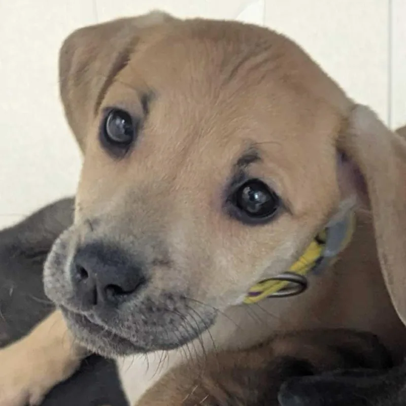 A baby medium-sized female Yellow / Tan / Blond / Fawn Bloodhound dog named Endeavor for adoption in Evansville, IN