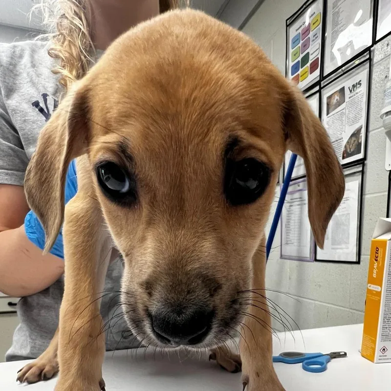 Endeavor thumbnail 2