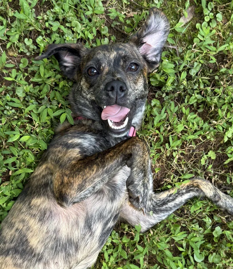 A young small-sized female Terrier dog named Nina for adoption in Decatur, GA