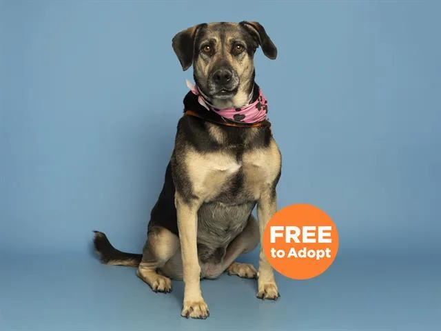 An adult large-sized female Black and Tan Coonhound dog named Roxy for adoption in Phoenix, AZ