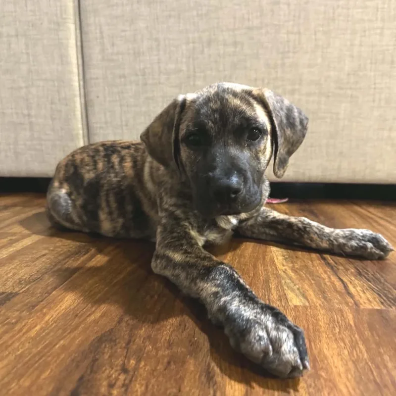 A baby medium-sized female Plott Hound dog named Oakleigh for adoption in Ferndale, MI