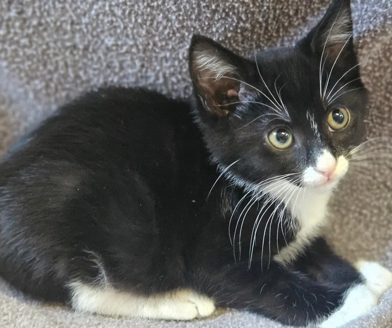 A baby medium-sized male Black & White / Tuxedo Domestic Long Hair cat named Armani for adoption in San Jose, CA