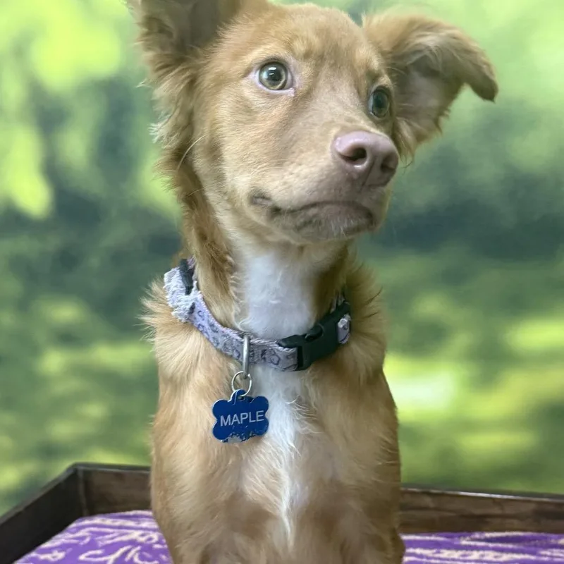 A baby small-sized female Yellow / Tan / Blond / Fawn Mixed Breed dog named Maple for adoption in Auburn, NH