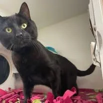 Coal