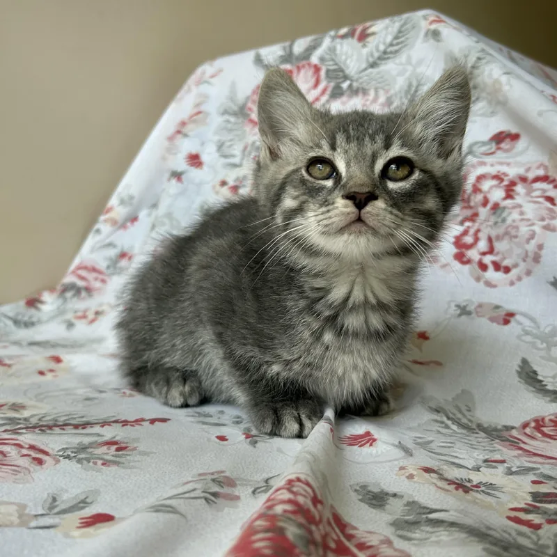 A baby medium-sized male Tabby (Gray / Blue / Silver) Domestic Medium Hair cat named Arthur for adoption in Seymour, TN