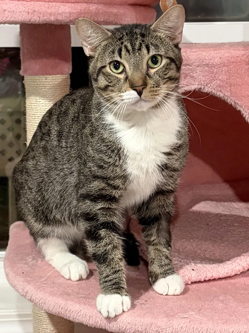 An adult large-sized male Tabby (Brown / Chocolate) Domestic Short Hair cat named Andy for adoption in North Huntingdon, PA