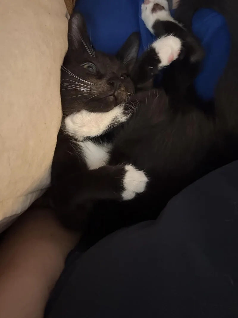 A baby medium-sized male Black & White / Tuxedo Domestic Short Hair cat named Ponzu for adoption in Jacksonville, FL
