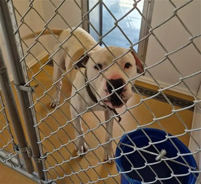 A young medium-sized male Pit Bull Terrier dog named Canyon for adoption in Casper, WY