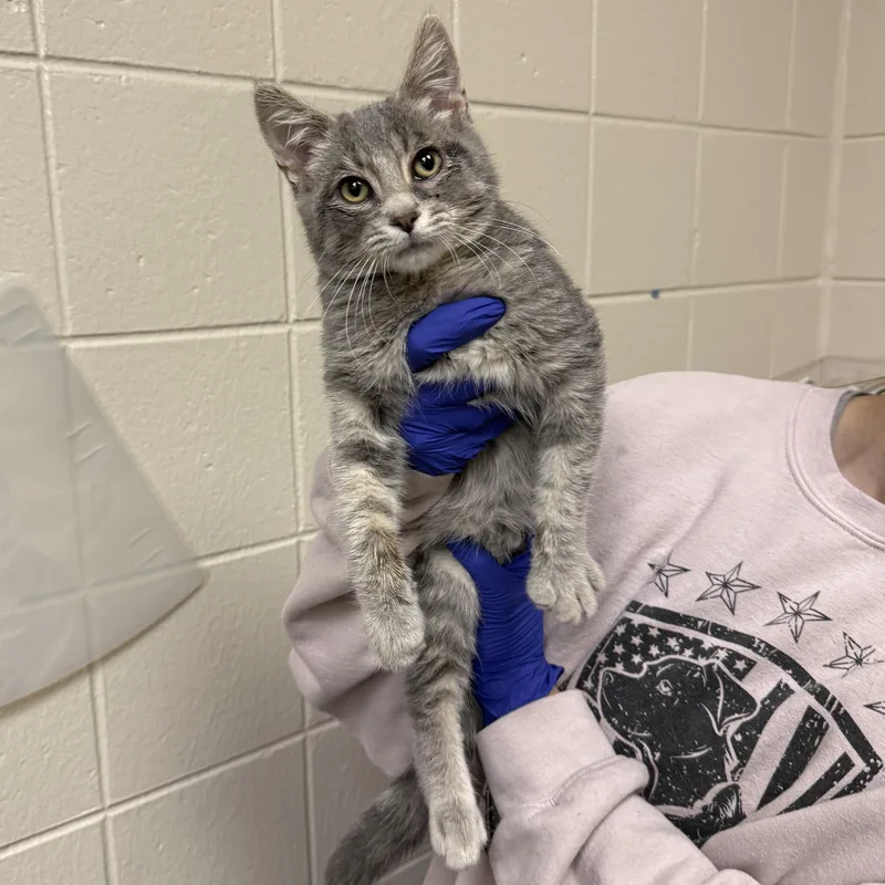 A baby small-sized female Domestic Short Hair cat named Cotton for adoption in Kearney, NE