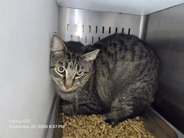 An adult small-sized male Domestic Short Hair cat named Jamie for adoption in Orlando, FL