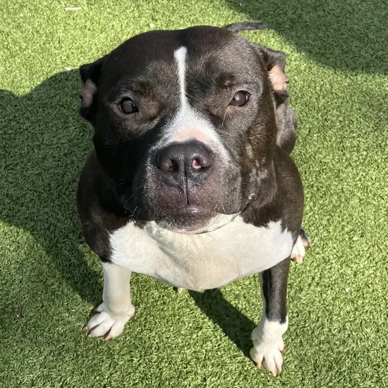 An adult large-sized female Black American Bulldog dog named Brenda for adoption in Binghamton, NY