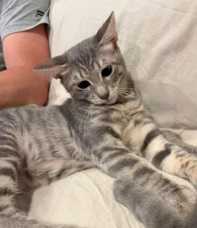 A baby medium-sized male Tabby (Gray / Blue / Silver) Tabby cat named Blue for adoption in Mission Viejo, CA