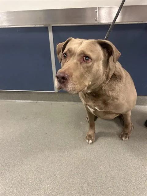A senior large-sized female American Bulldog dog named Sienna for adoption in Miami, FL