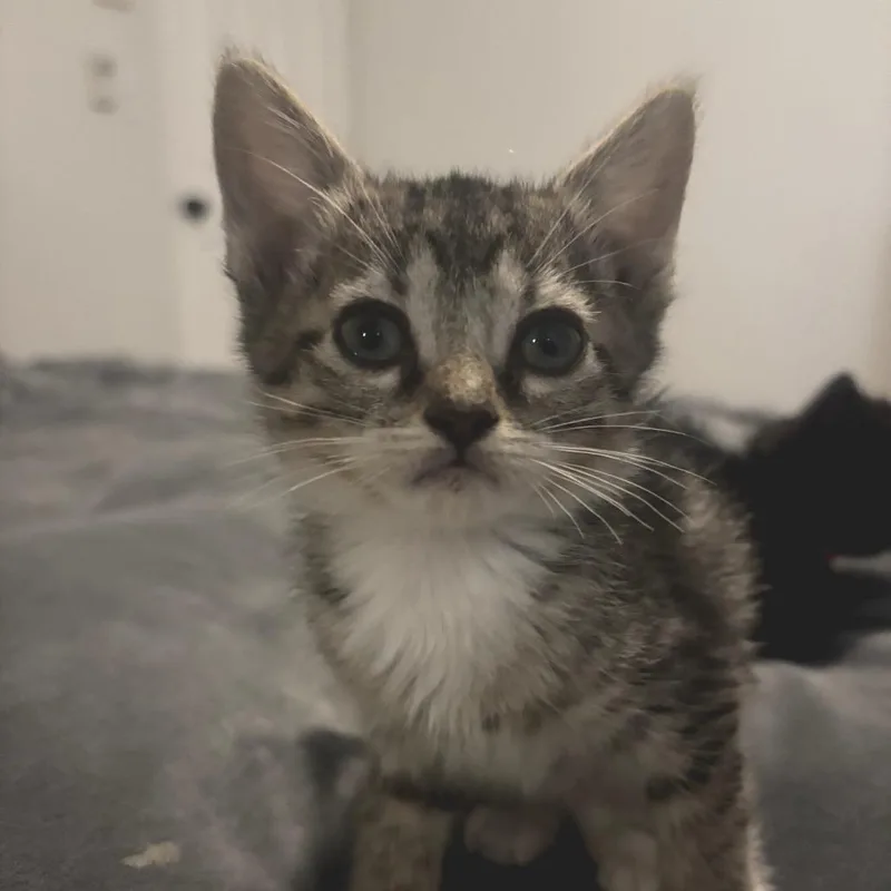 A baby small-sized female Gray / Blue / Silver Domestic Short Hair cat named Lulu for adoption in Long Beach, CA