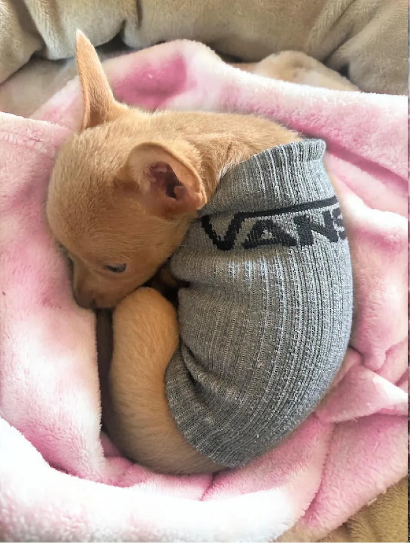 Biscuit Is A Sweet thumbnail 2