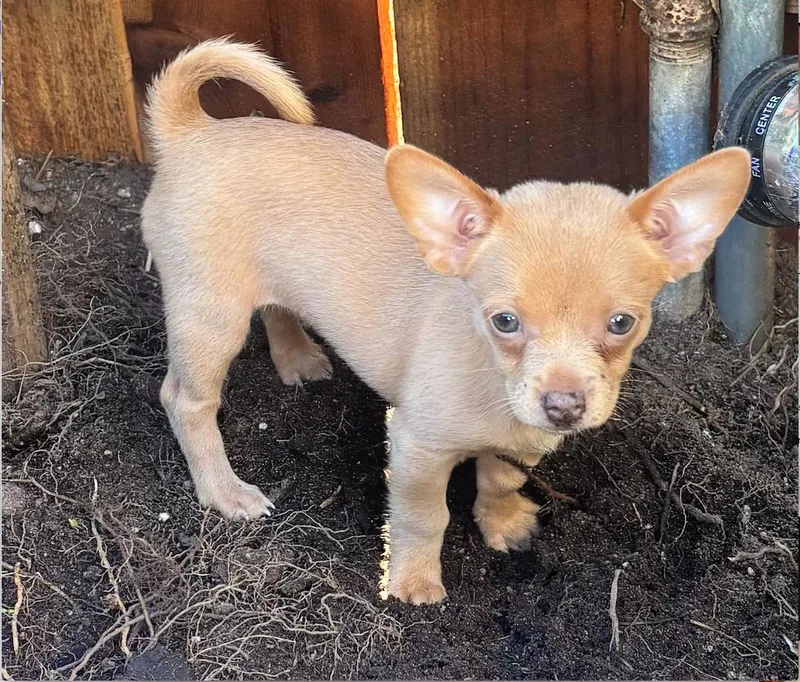 Biscuit Is A Sweet thumbnail 3