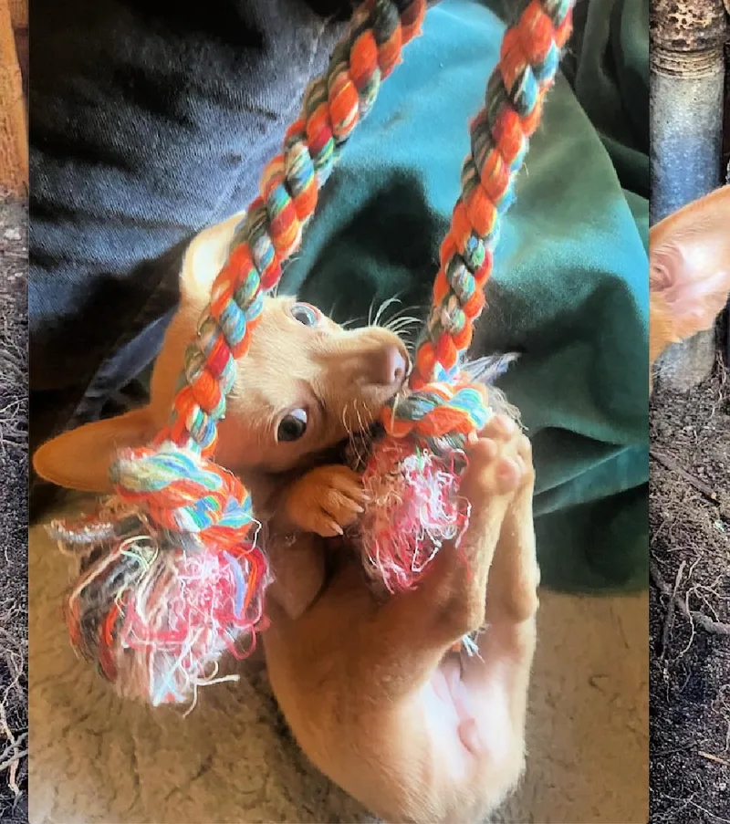 Biscuit Is A Sweet thumbnail 4