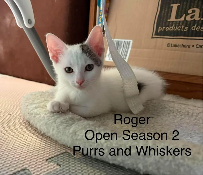 A baby medium-sized male Black & White / Tuxedo Domestic Short Hair cat named Roger for adoption in New Hartford, NY