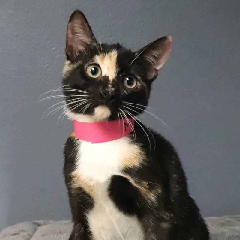 A baby small-sized female Black Domestic Medium Hair cat named Mochi for adoption in Lakeland, FL