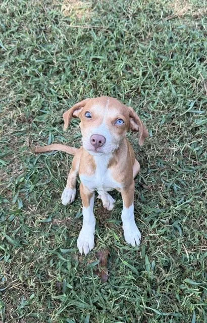 A baby medium-sized male Pit Bull Terrier dog named Finn for adoption in Corsicana, TX