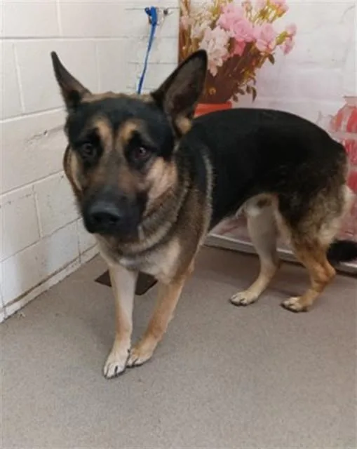 Koda