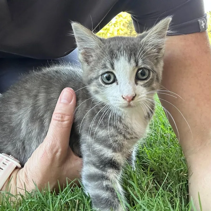 A young small-sized male Gray & White Domestic Medium Hair cat named Banner for adoption in Fort Payne, AL