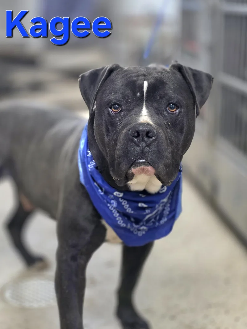 A young medium-sized male Black American Bully dog named Kagee for adoption in Walthill, NE
