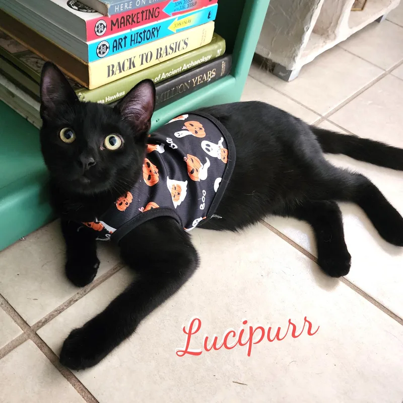 A baby medium-sized male Black Bombay cat named Lucipurr brotherofWillow for adoption in Houston, TX