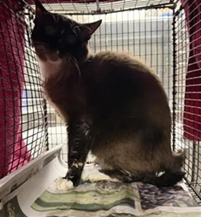 An adult medium-sized male Siamese cat named William for adoption in Van Nuys, CA
