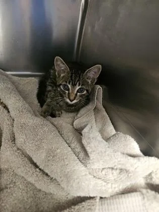 A baby small-sized male Domestic Short Hair cat named Boomer for adoption in Gainesville, FL