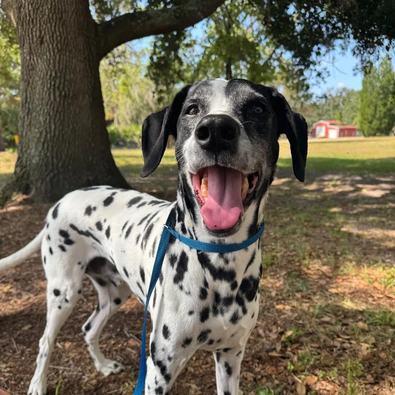 A senior small-sized male White / Cream Dalmatian dog named Maximilian for adoption in Parrish, FL