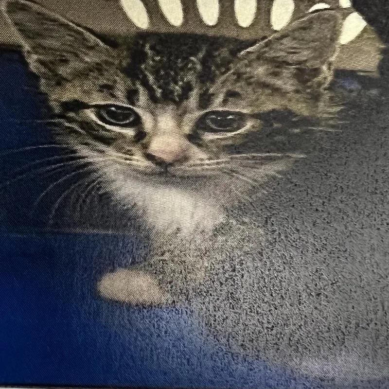 A baby small-sized male Brown / Chocolate Domestic Short Hair cat named Cruz for adoption in Winston-Salem, NC