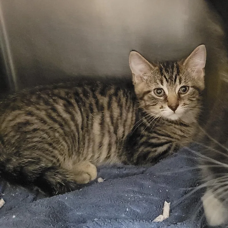 A baby medium-sized male Brown / Chocolate Domestic Short Hair cat named Meenie for adoption in Plover, WI
