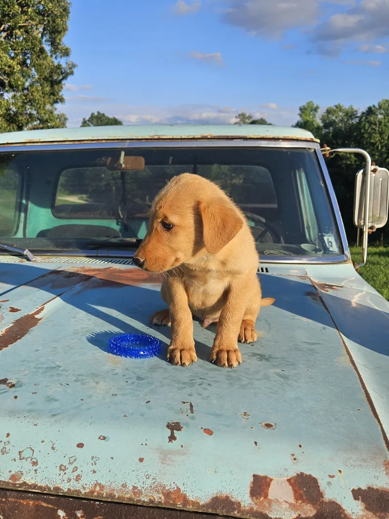 A baby medium-sized male Red / Chestnut / Orange Labrador Retriever dog named Big for adoption in Jackson, TN