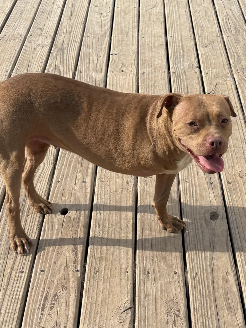 An adult medium-sized female Golden Pit Bull Terrier dog named Trey for adoption in Eaton Rapids, MI