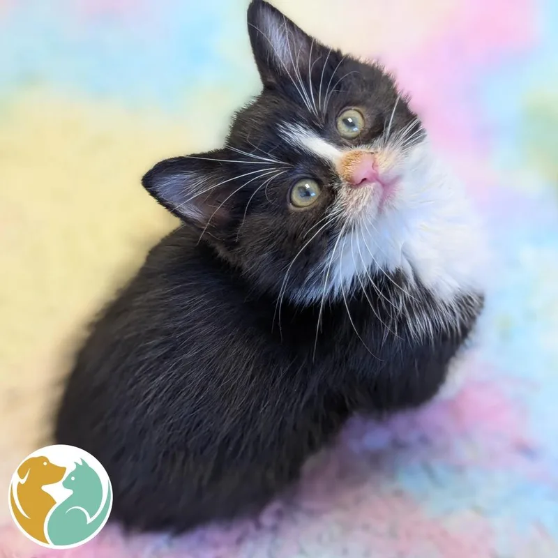 A baby small-sized male Black Domestic Short Hair cat named Tux for adoption in Toledo, OH
