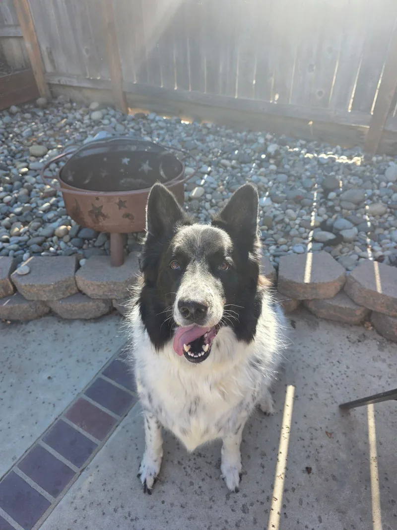 An adult large-sized male Border Collie dog named Luca for adoption in Coarsegold, CA