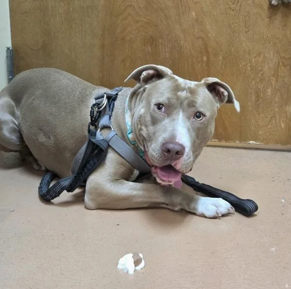 An adult medium-sized female Pit Bull Terrier dog named Tequila for adoption in Kennewick, WA