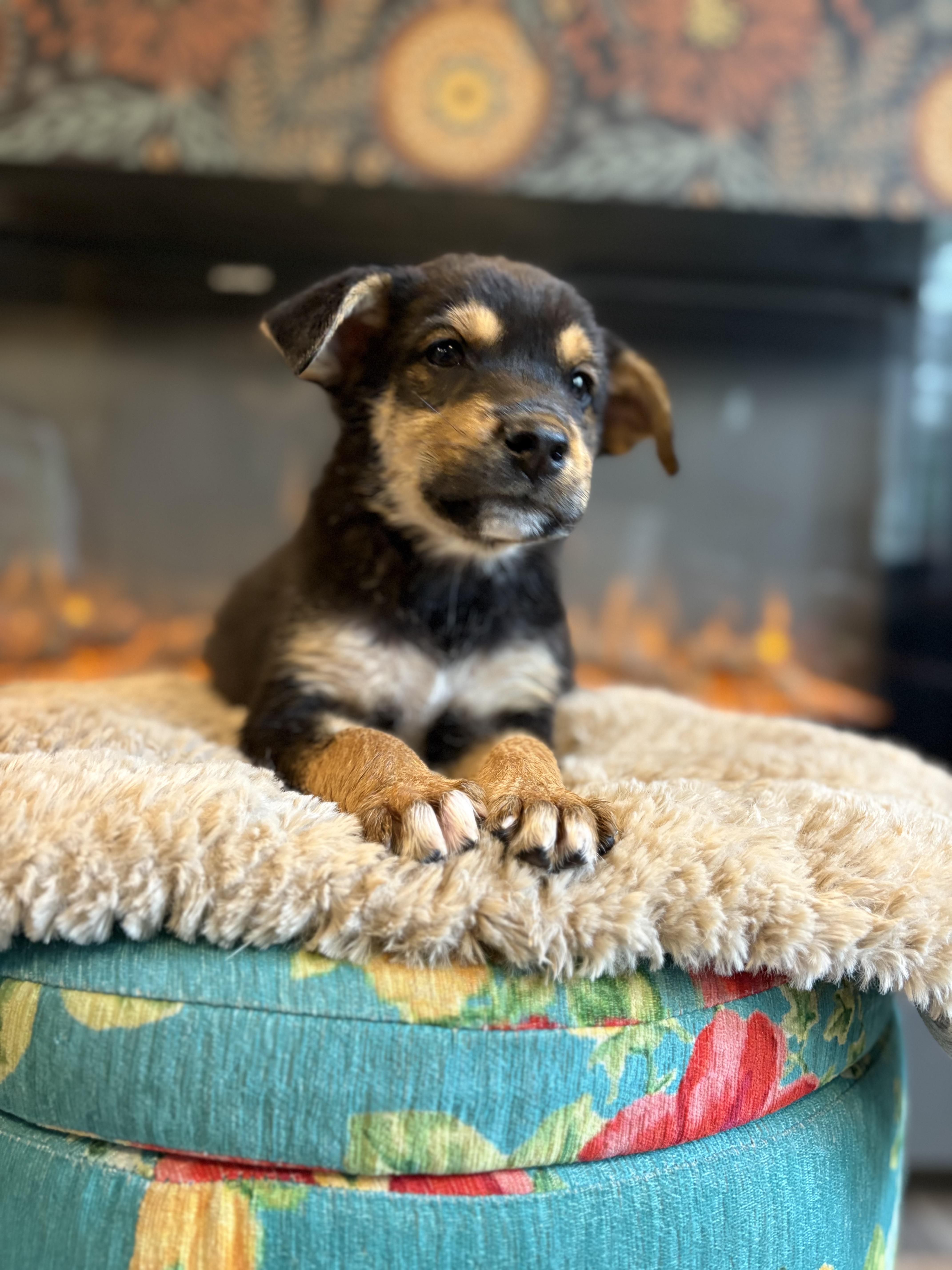 A baby medium-sized male Rottweiler dog named Radar for adoption in Carmel, NY