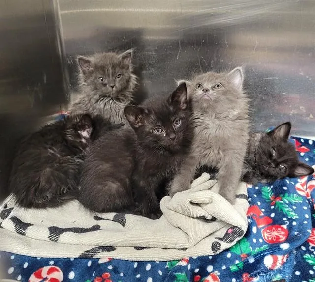 A baby small-sized female Domestic Long Hair cat named Rd for adoption in Anchorage, AK