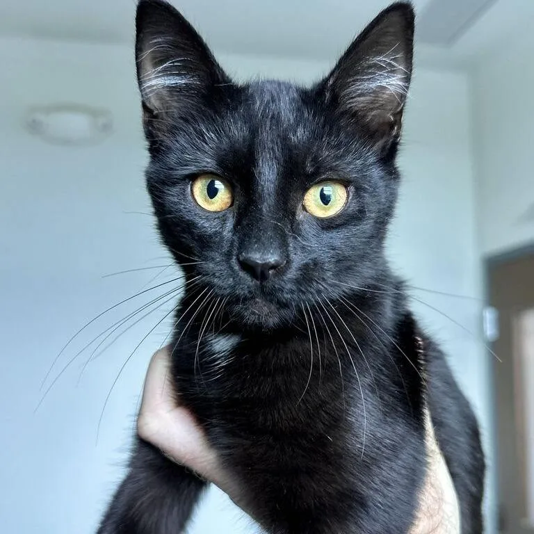 A baby medium-sized female Black Domestic Short Hair cat named Porsche for adoption in Matteson, IL