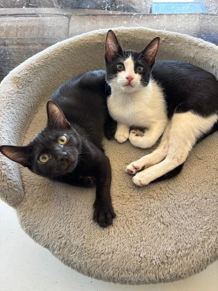 A baby medium-sized male Domestic Short Hair cat named Mork Mindy for adoption in Peoria, AZ