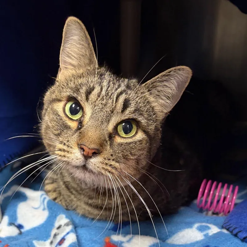 An adult medium-sized male Brown / Chocolate Domestic Short Hair cat named Luca for adoption in Fredericksburg, VA