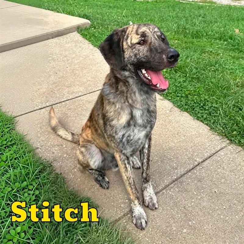 Stitch