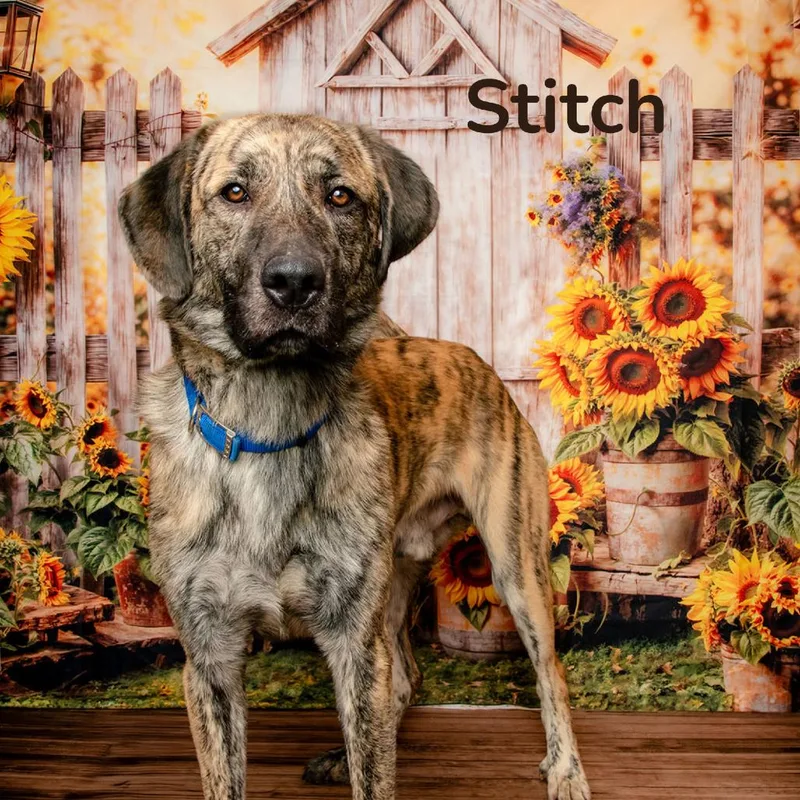 Stitch thumbnail 2