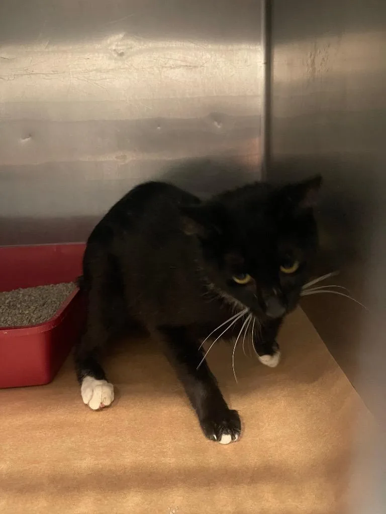 A baby large-sized male Domestic Short Hair cat named Bandit for adoption in Cartersville , GA