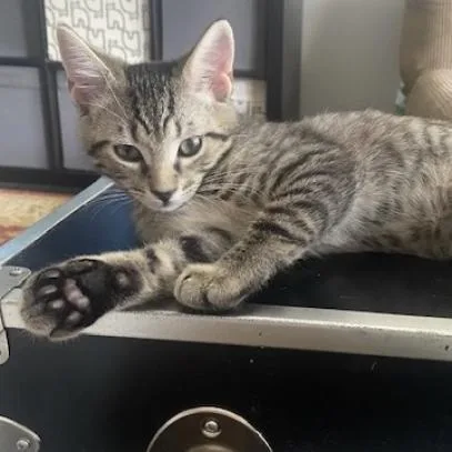 An adult medium-sized male Brown / Chocolate Domestic Short Hair cat named Mork for adoption in West Palm Beach, FL
